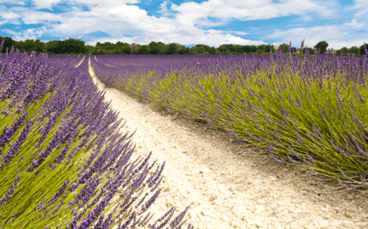 Champ de lavande de chemin traversant
