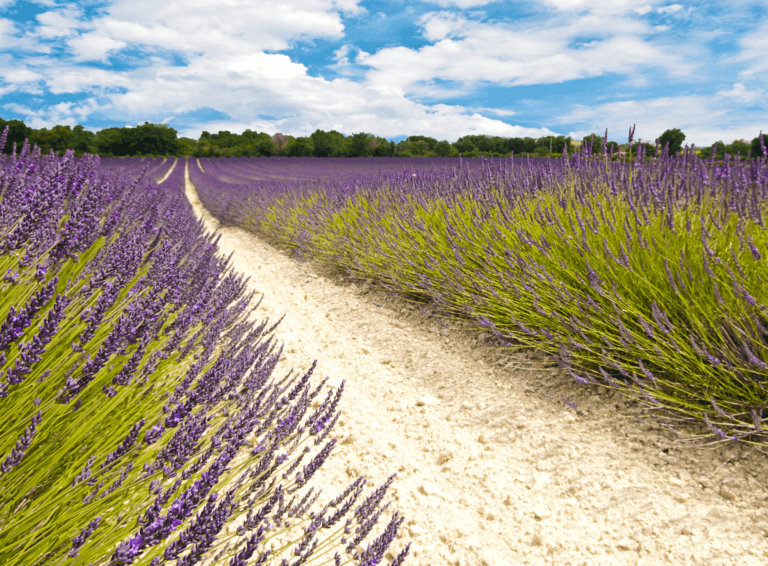 Champ de lavande de chemin traversant